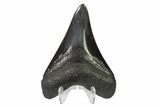 Fossil Megalodon Tooth - Polished Blade #130809-2